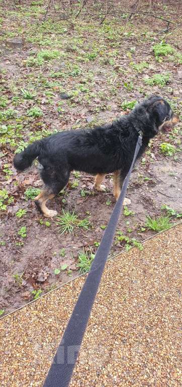 Собаки в Москве: Зира, 4 года Девочка, Бесплатно - фото 2