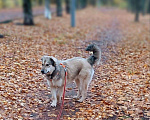 Собаки в Москве: Афелия пушистое облачко Девочка, Бесплатно - фото 3