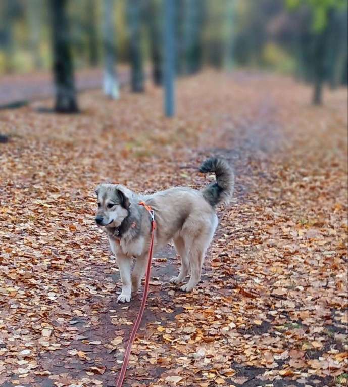 Собаки в Москве: Афелия пушистое облачко Девочка, Бесплатно - фото 3