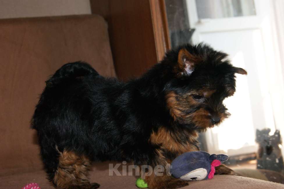 Собаки в Москве: Йоркширский терьер, щенок девочка Девочка, 60 000 руб. - фото 4