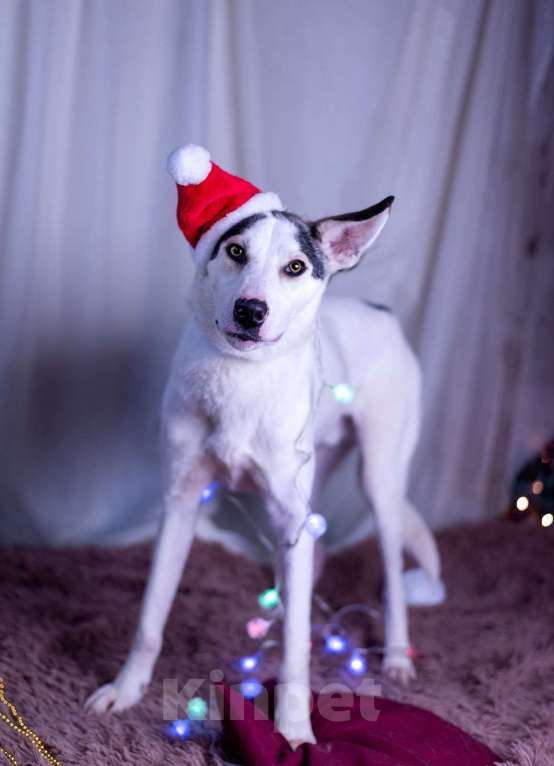 Собаки в других городах Московской области: Нильс мальчик Мальчик, Бесплатно - фото 5