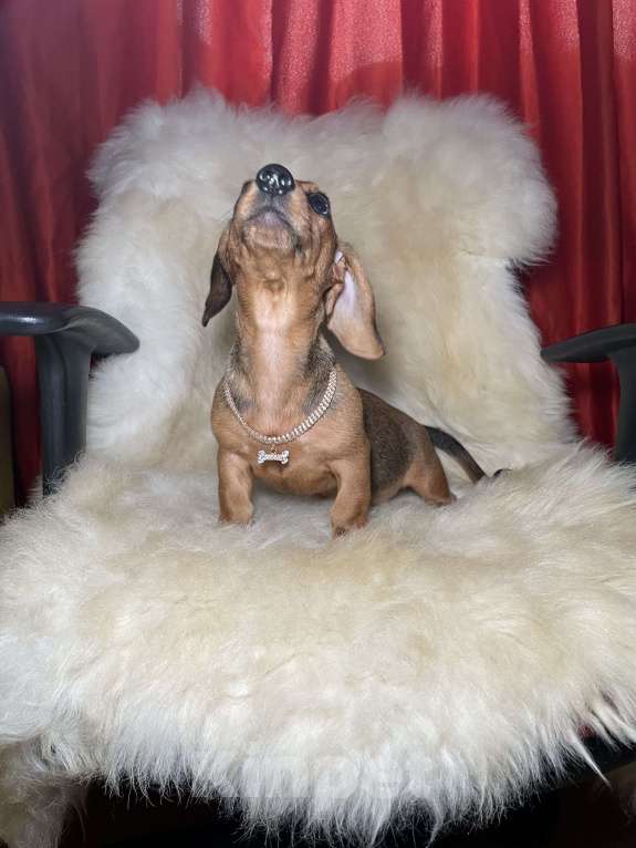 Собаки в Москве: Такса миниатюрная мальчик клубный Мальчик, 45 000 руб. - фото 6