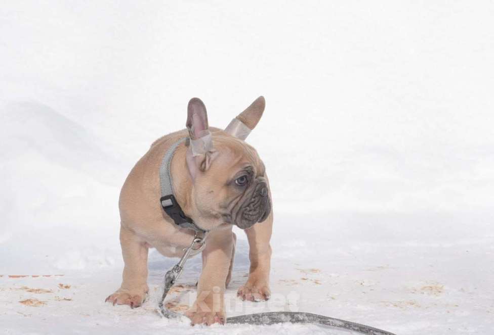 Собаки в Москве: Мальчишка палевоголубой Мальчик, 40 000 руб. - фото 8