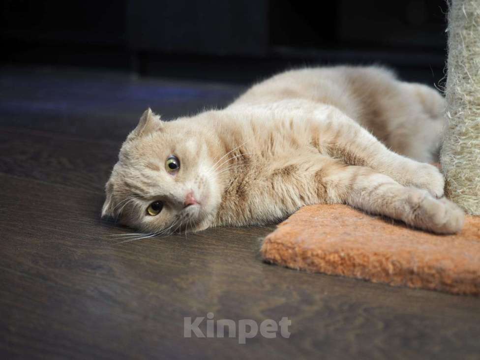 Кошки в Люберцах: Ищет дом очаровательный Симба. Мальчик, Бесплатно - фото 5