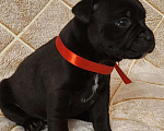 Собаки в Туле: Стаффорлширский бультерьер  Девочка, 50 000 руб. - фото 1