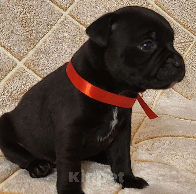 Собаки в Туле: Стаффорлширский бультерьер  Девочка, 50 000 руб. - фото 1