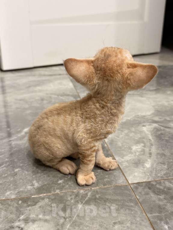Кошки в Москве: Котенок девон-рекс рыжая девочка  Девочка, 120 000 руб. - фото 5