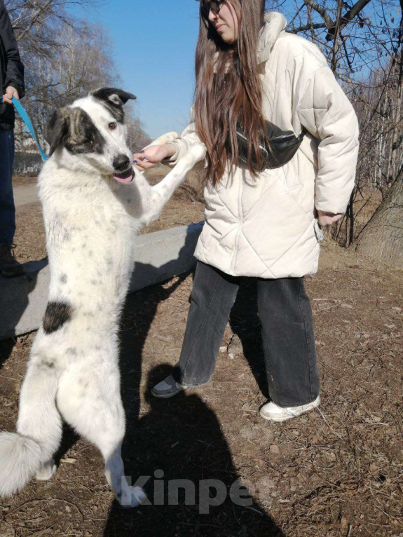 Собаки в Москве: Добрейший Поттер в Хорошие ручки! Мальчик, Бесплатно - фото 6