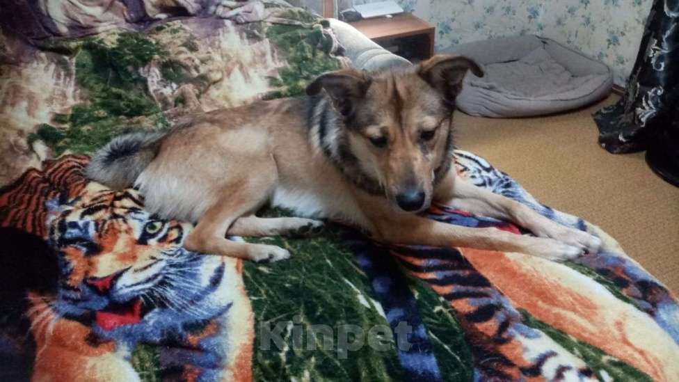 Собаки в Клине: В добрые руки  Мальчик, Бесплатно - фото 2