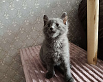 Кошки в других городах Московской области: Срочно отдам в добрые руки Мальчик, Бесплатно - фото 1