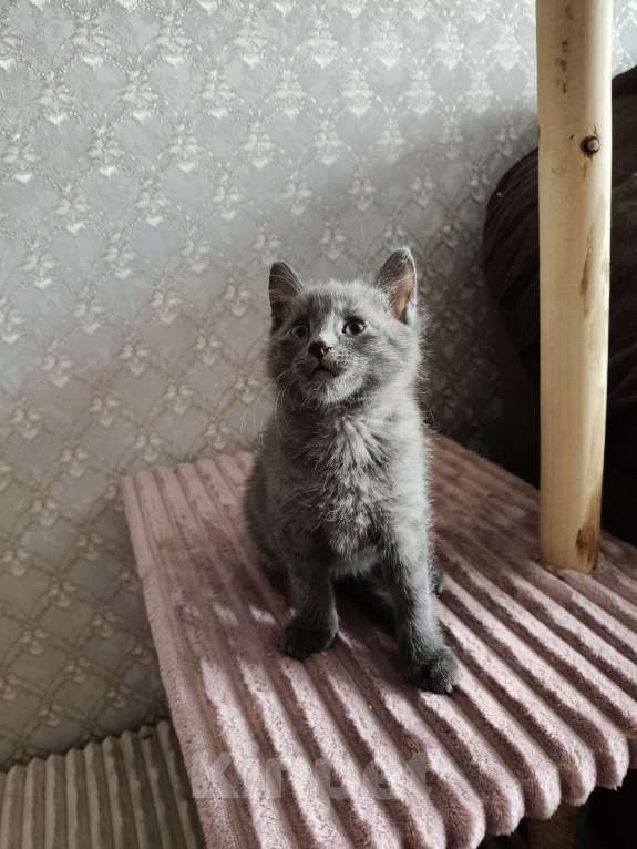 Кошки в других городах Московской области: Срочно отдам в добрые руки Мальчик, Бесплатно - фото 1