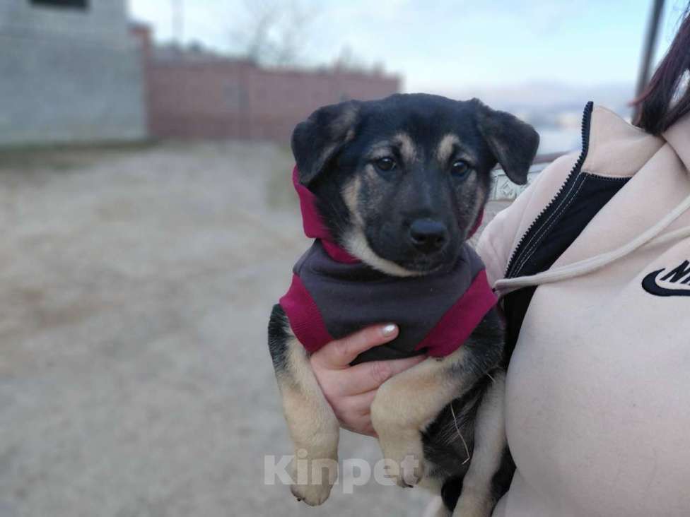 Собаки в Санкт-Петербурге: Ручной игривый щеночек ищет дом Девочка, Бесплатно - фото 1