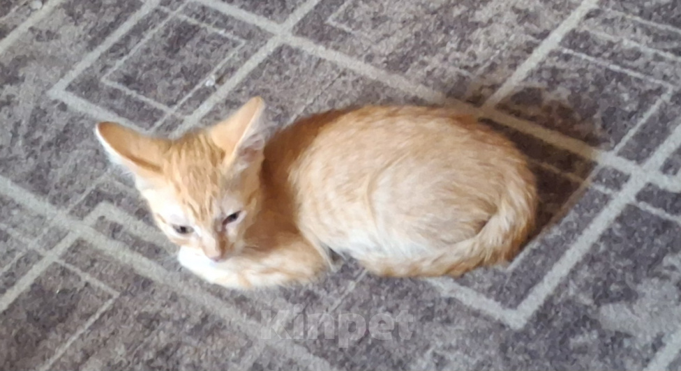 Кошки в Мытищах: Кошечка ,, Рыжуля,,, 2 месяца.Отдам в добрые руки. Девочка, Бесплатно - фото 3