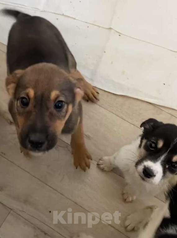 Собаки в Липецке: Щенки из приюта даром Девочка, Бесплатно - фото 1