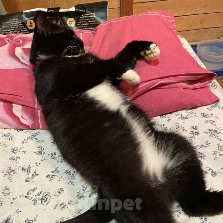 Кошки в Москве: Ласковая кошечка Василиса ищет дом! Почему же ее не забирают? Девочка, Бесплатно - фото 5