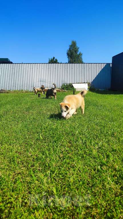 Собаки в других городах Московской области: Нежа в добрые руки Девочка, Бесплатно - фото 10