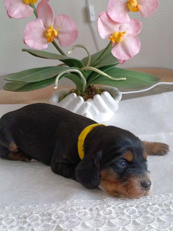 Собаки в Москве: Русский охотничий спаниель мальчик Мальчик, 50 000 руб. - фото 5