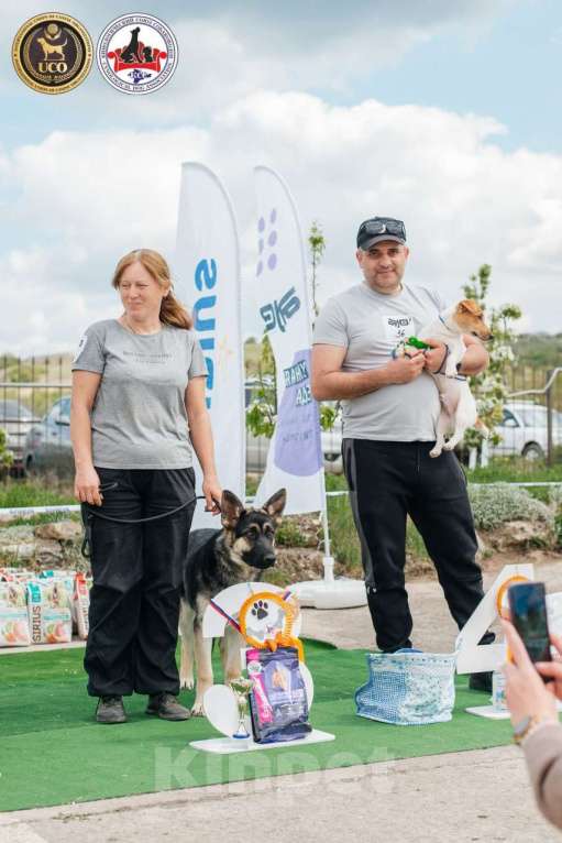 Собаки в других городах Крыма: Породистые щенки от чемпиона России Мальчик, 60 000 руб. - фото 4