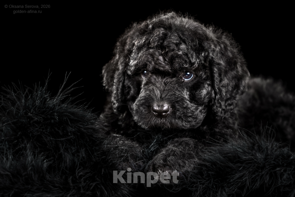 Собаки в других городах Ярославской области: Щенки испанской водяной собаки! Разнополые, 200 000 руб. - фото 5