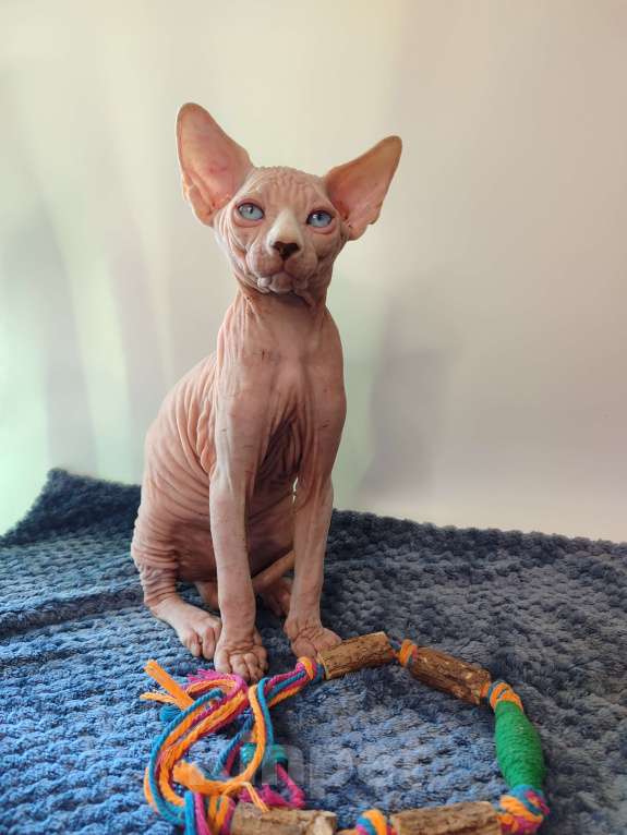 Кошки в других городах Краснодарского края: Канадский сфинкс, эльф страйт Мальчик, 25 000 руб. - фото 5