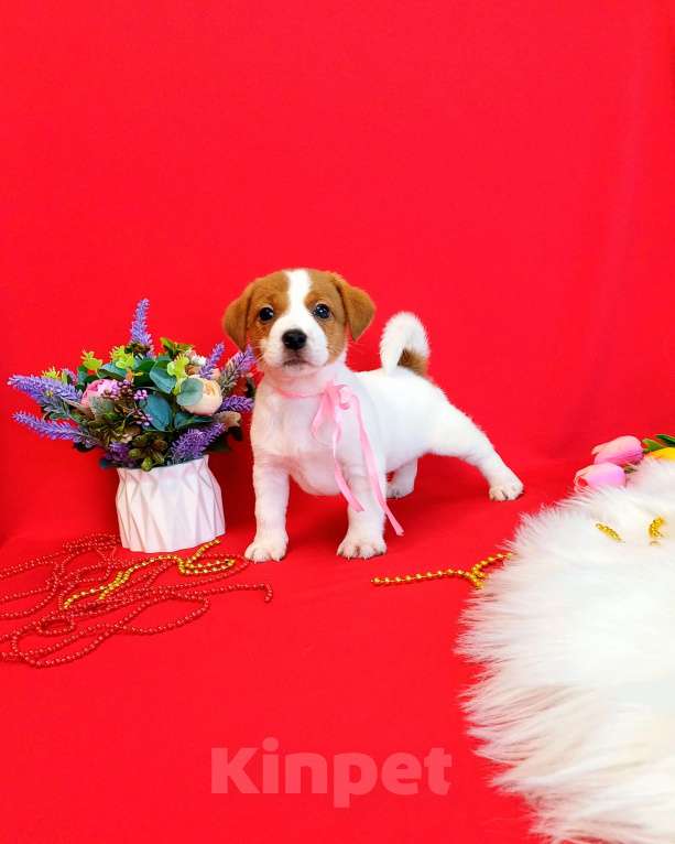 Собаки в Чите: Щенки Джек Рассел терьер девочки и мальчики Девочка, 35 000 руб. - фото 7