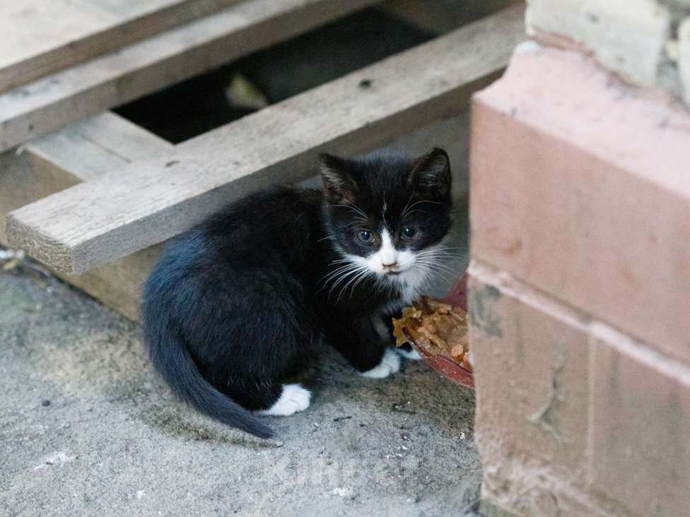Кошки в Люберцах: Котятам нужен дом Мальчик, Бесплатно - фото 5