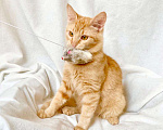 Кошки в Москве: Рыжий котик Фокс в добрые руки Мальчик, Бесплатно - фото 2