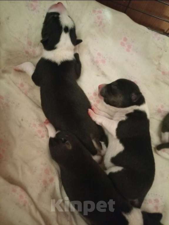 Собаки в Череповце: Щенки басенджи 15.01.2026 Девочка, Бесплатно - фото 4