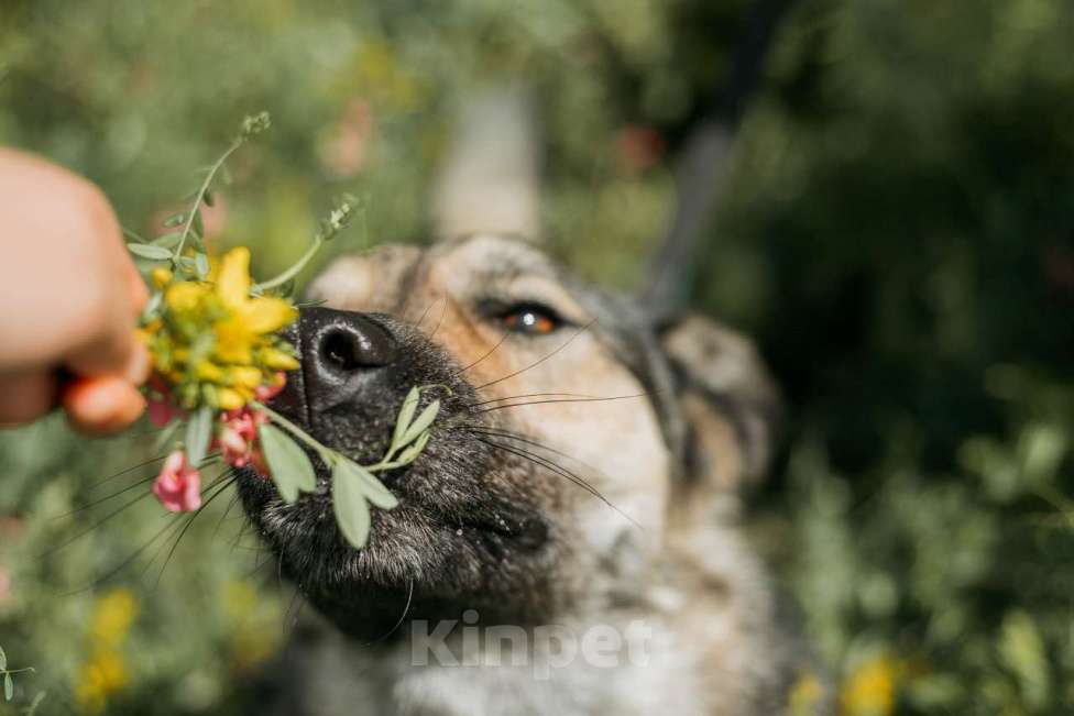 Собаки в Москве: Энергия Солнца и Нежность Шёлка! Девочка, Бесплатно - фото 5
