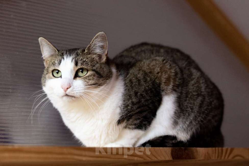 Кошки в Москве: Она спасла своих малышей. Теперь спасите её Девочка, Бесплатно - фото 6