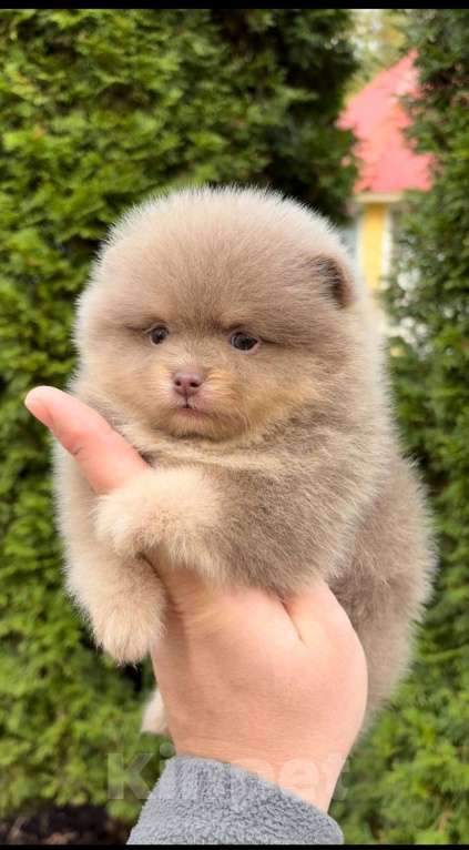 Собаки в Москве: Мини померанский шпиц премиум качества! Девочка, 150 000 руб. - фото 1