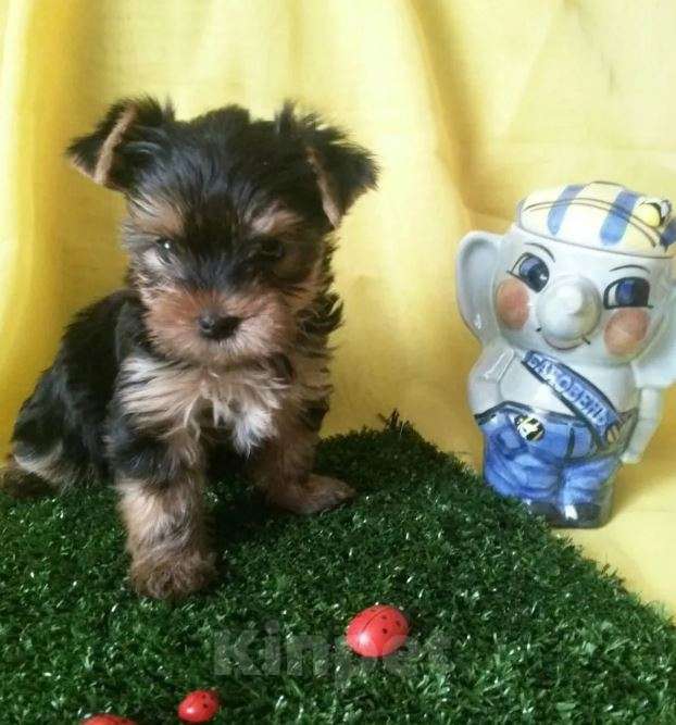 Собаки в Самаре: Детки йорки Девочка, Бесплатно - фото 2