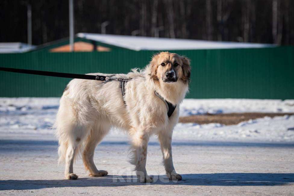 Собаки в Москве: Представьте, что вы промокли насквозь… и вам не суждено высохнуть уже полтора года. Девочка, Бесплатно - фото 5