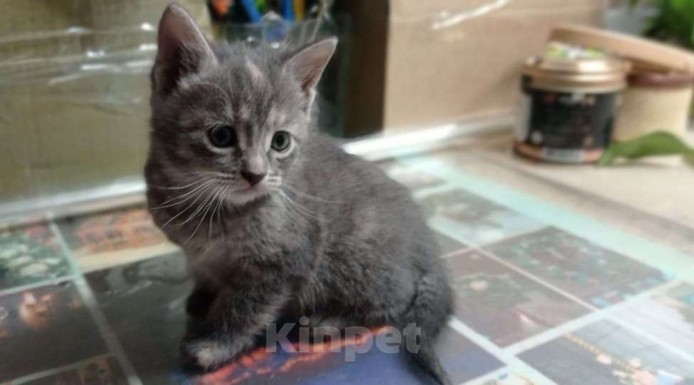 Кошки в Санкт-Петербурге: Монастырские котята Девочка, Бесплатно - фото 1