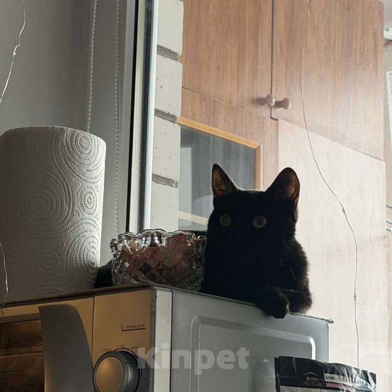 Кошки в Воронеже: отдам котенка в добрые руки Девочка, Бесплатно - фото 2