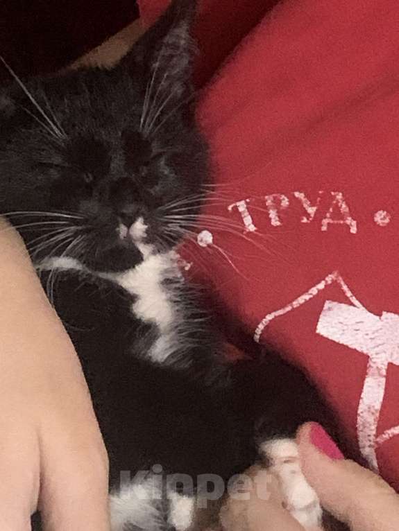 Кошки в других городах Ленинградской области: Чернышка Девочка, Бесплатно - фото 2