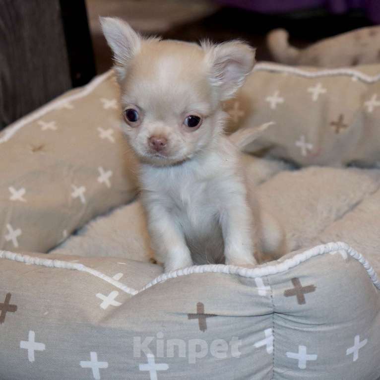 Собаки в Лобне: Крошка чихуахуа Мальчик, 55 000 руб. - фото 4