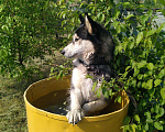 Собаки в Иркутске: Хася ищет подружку, 1 руб. - фото 1