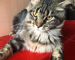 Кошки в Барыше: Котики из питомника, 15 000 руб. - фото 10