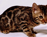Кошки в Санкт-Петербурге: Бенгальский кот, 20 000 руб. - фото 4