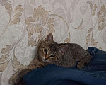 Кошки в Угличе: Кошечка, 500 руб. - фото 2