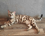 Кошки в Москве: Бенгальский кот Мальчик, 40 000 руб. - фото 2