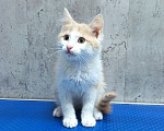 Кошки в Королеве: Винтик ищет дои Мальчик, Бесплатно - фото 2