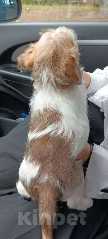 Собаки в Ростове-на-Дону: Встречайте Купера — ураган в образе щенка! 🌪️ Мальчик, 35 000 руб. - фото 2