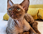 Кошки в Владивостоке: Элитные котята Девон рекс Девочка, 30 000 руб. - фото 1