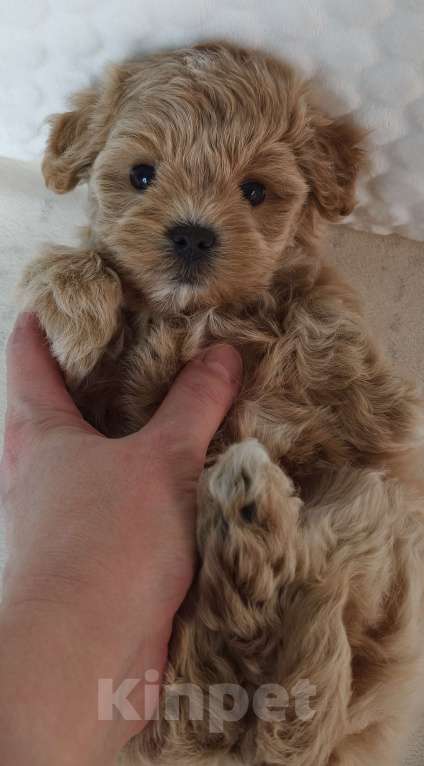 Собаки в Санкт-Петербурге: Щенки мальтипу f1 мини Мальчик, Бесплатно - фото 5