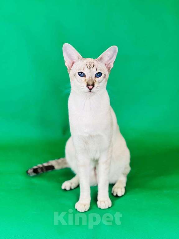 Кошки в Москве: Элитный синеглазый котенок  Мальчик, 55 000 руб. - фото 2