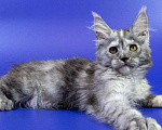 Кошки в Москве: Котенок мейн кун Девочка, Бесплатно - фото 7