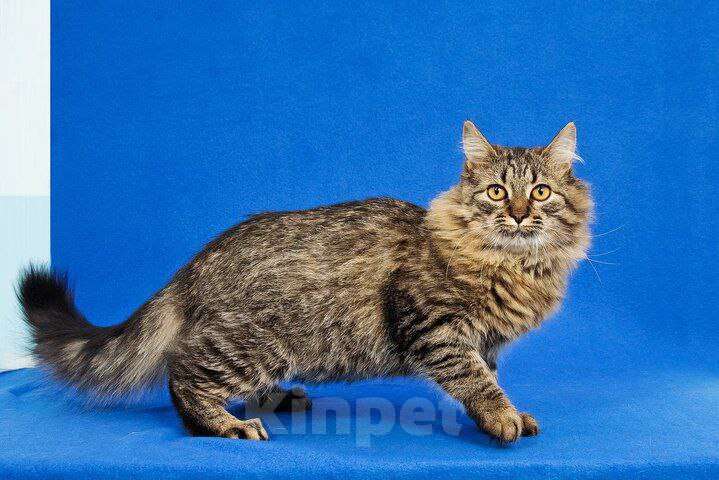 Кошки в Москве: котенок Орешек ищет дом Мальчик, Бесплатно - фото 10