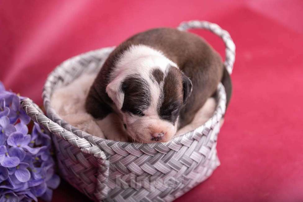 Собаки в Кореновске: Щенки АСТ РКФ Мальчик, Бесплатно - фото 3